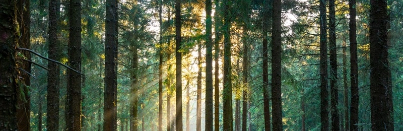 Forest view with sunbeams