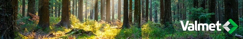 Forest view with sunlight