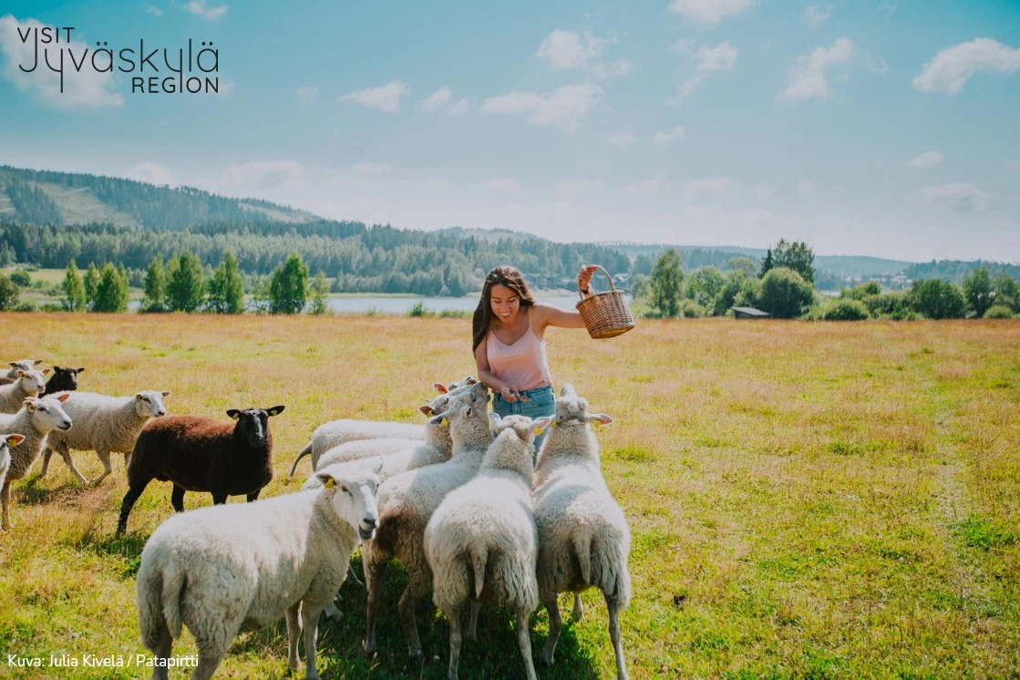 Henkilö lampaiden kanssa laitumella